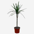 Dracena Marginata Verde