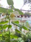 Abutilón