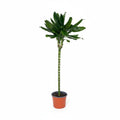 Bambú de la Suerte | Dracena Steudneri