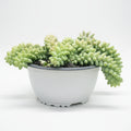 Sedum Cola de Burro