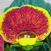 Calceolaria
