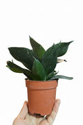 Sansevieria Hahnii Black