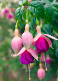 Fucsia Bailarina