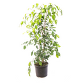 Ficus Benjamina M17