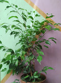 Ficus Benjamina m24