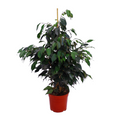 Ficus benjamina variedades