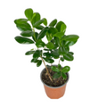 Ficus moclame