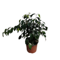 Ficus Naomi m15