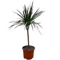 Dracena Marginata Magenta