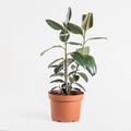 Gomero Verde