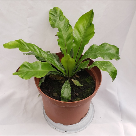 Helecho asplenium nido de ave m14