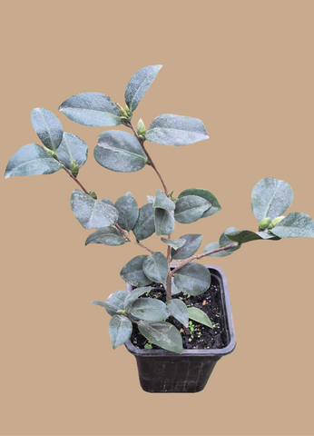 Camelia 0,8 m