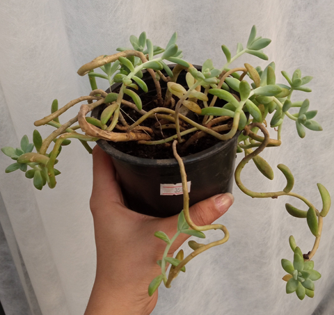 Sedum Panchito