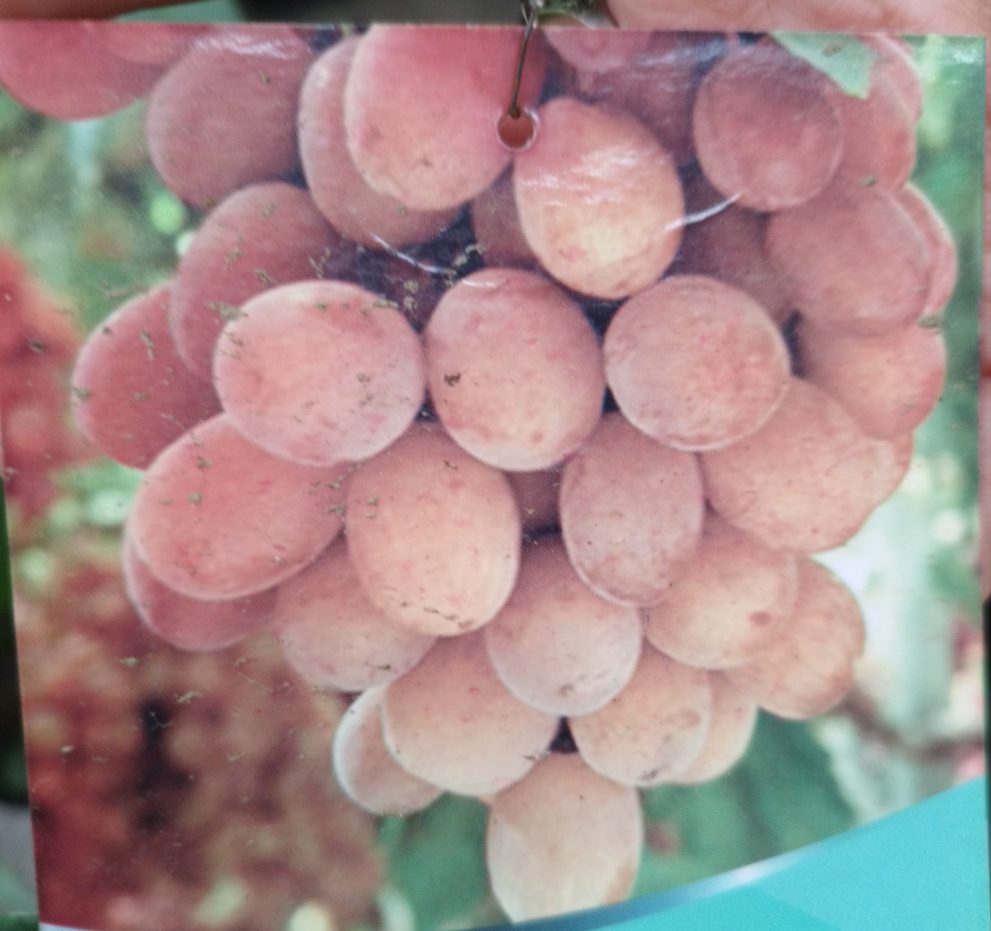 Parra de uva  Red Glober