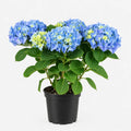 Hortensia