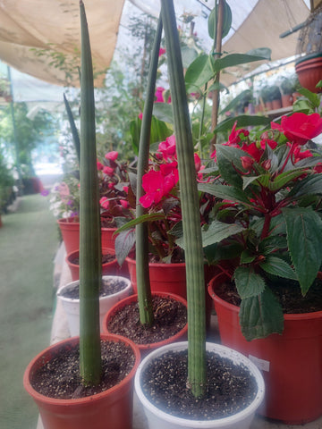 Sansevieria tubular m10