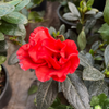Azalea