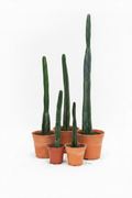 Cactus San Pedro