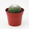 Sempervivum Telaraña