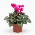 Violeta de Persia - Cyclamen