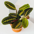 Maranta Moustache