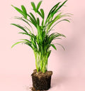 Palmera Areca 0,6m