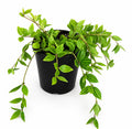 Peperomia Escarabajos