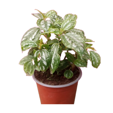 Pilea cadierei m13