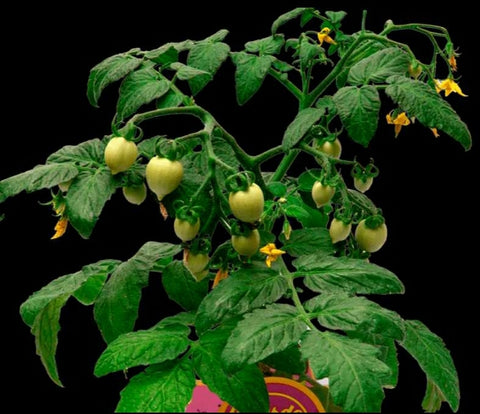 Almacigo de Tomate cherry m10