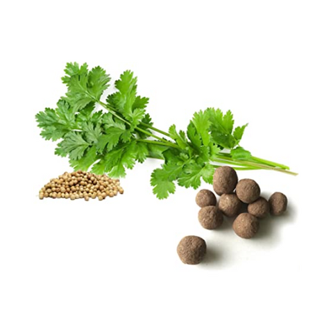 Semilla cilantro