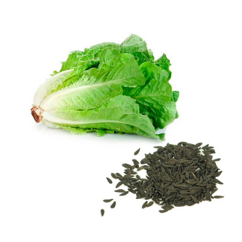 Semilla lechuga