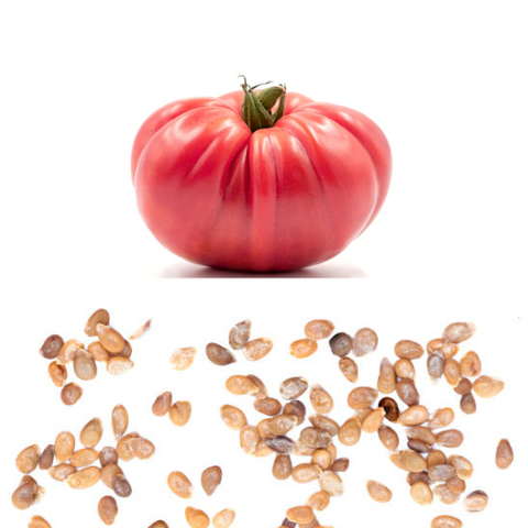Semilla tomate  grande