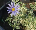 Agathea Variegada