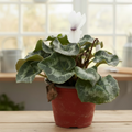 Violeta de Persia - Cyclamen