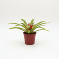 Bromelia Guzmania