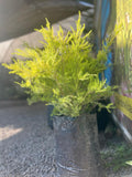 Diosma