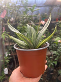 Sansevieria Hahnii Silver Frost
