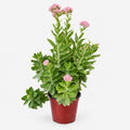 Sedum De La Costa