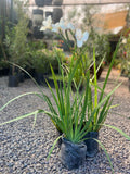 Dietes o Iris Africano
