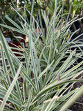 Tulbalgia Variegada