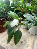 Filodendro White Wizard
