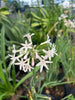 Tulbalgia