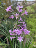 Tulbalgia