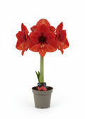 Amarilis