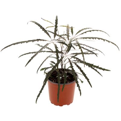 Aralia elegantisima bolsa