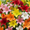 Lilium Oriental