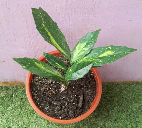 Aucuba m15