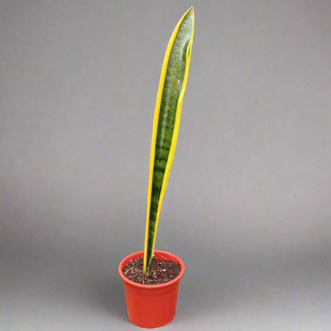 Sansevieria m11 y 14