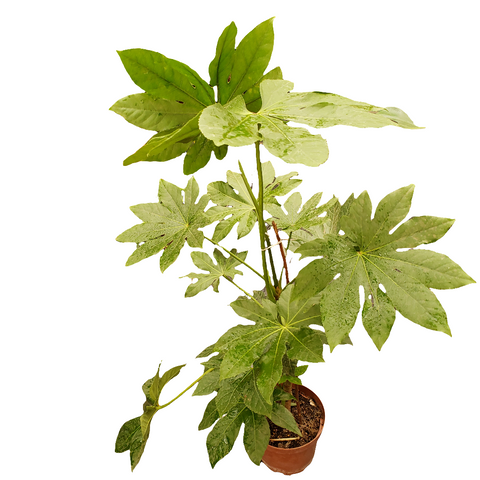 Aralia japonica M17