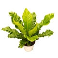Helecho asplenium m19